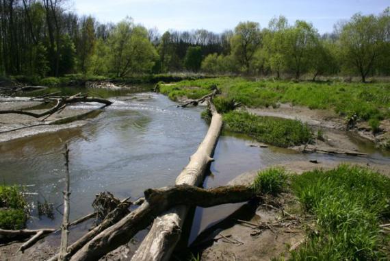 meandrující Morava meandrující Morava